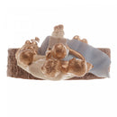 Figura Decorativa de Resina Família 18cm x 8cm x 27cm - Wolff